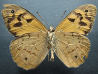 Adult Male Under of Common Brown - Heteronympha merope merope